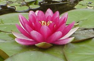 water lilly