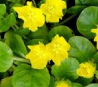 Creeping Jenny