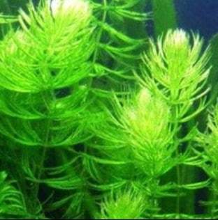 hornwort