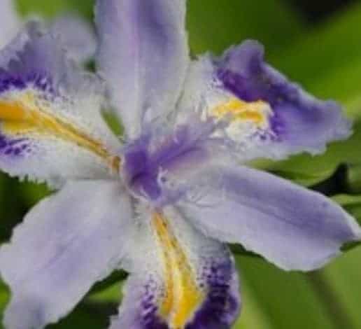 Japanese iris