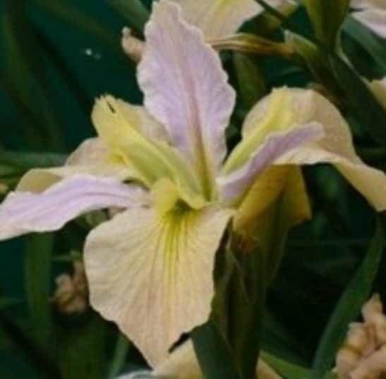 Louisisiana iris