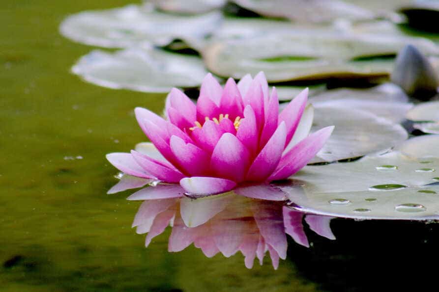 pink water lily bloom floating on a calm pond