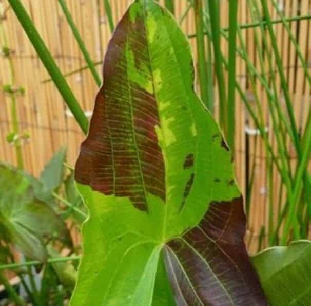 red stem sagittaria