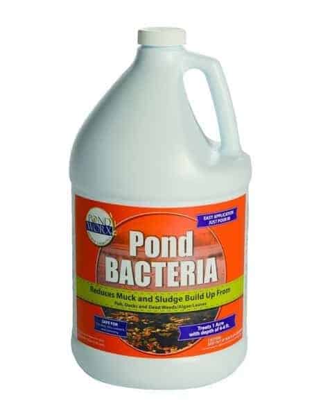 beneficial pond bacteria