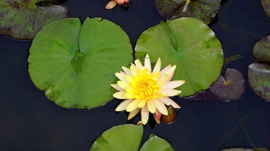 clear water pond