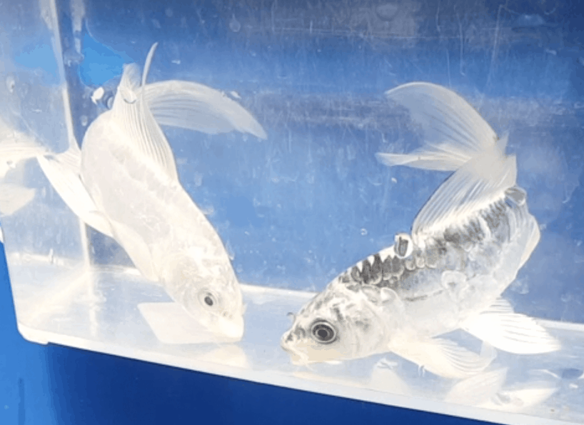 Backyard Water Garden Visits The Koi Pond Supply Store Backyard Water