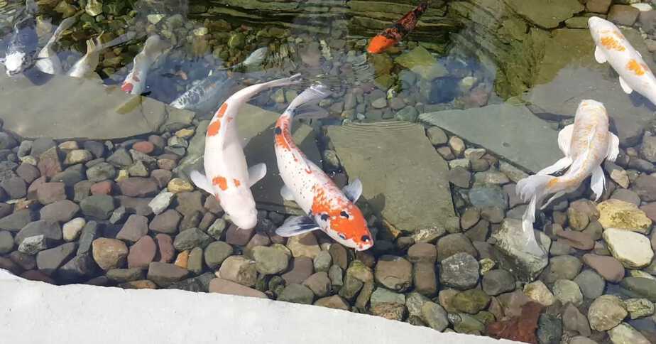 full grow koi