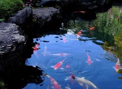 Japanese Koi pond