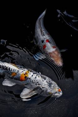 Japanese Koi