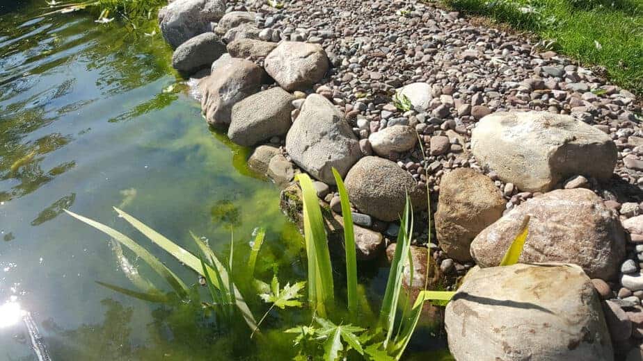 transition from pond to garden