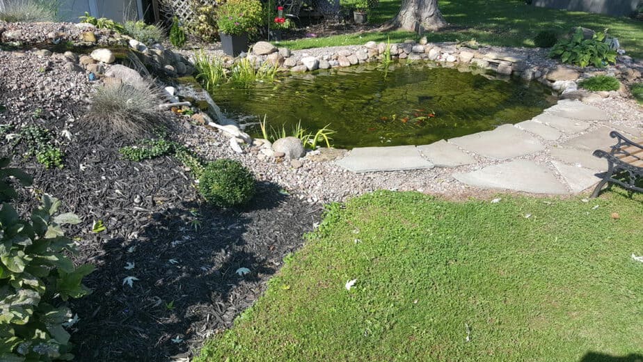 The backyard water garden