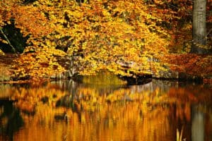 Autumn leaves over water