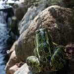 frog in the water garden