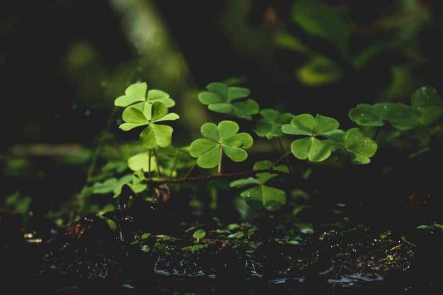 Family Bonding Activities - The Water Garden - Backyard Water Garden