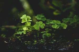 clover close up