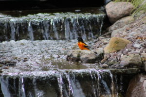 Oriole bathing in the backyard waterfall