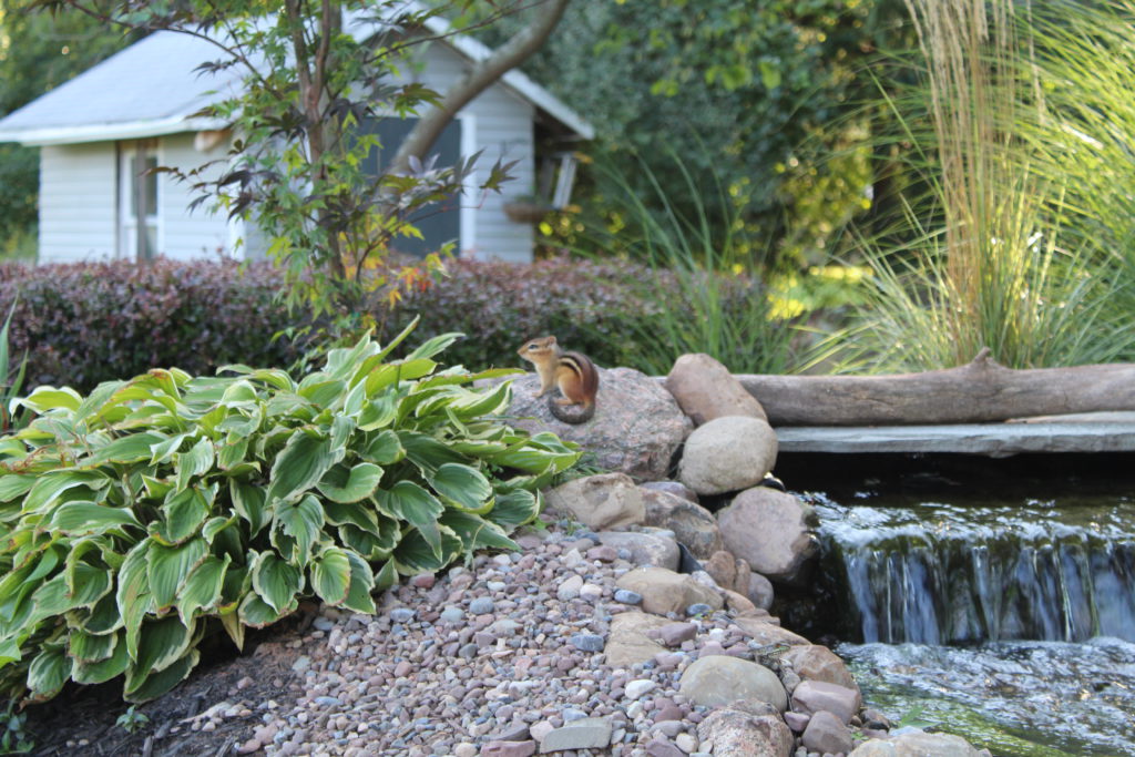 chipmunk made his home it the side of the waterfall at the water garden