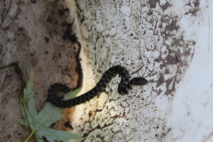 Baby water snake made a home in my pond skimmer box