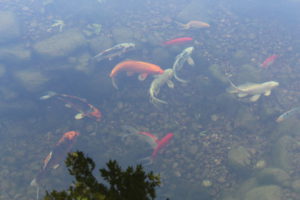 koi and goldfish in the backyard pond