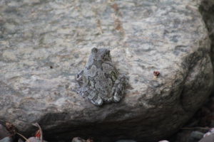 color changing tree frog blending in at the water garden