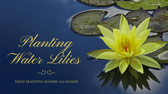 Planting water lilies banner
