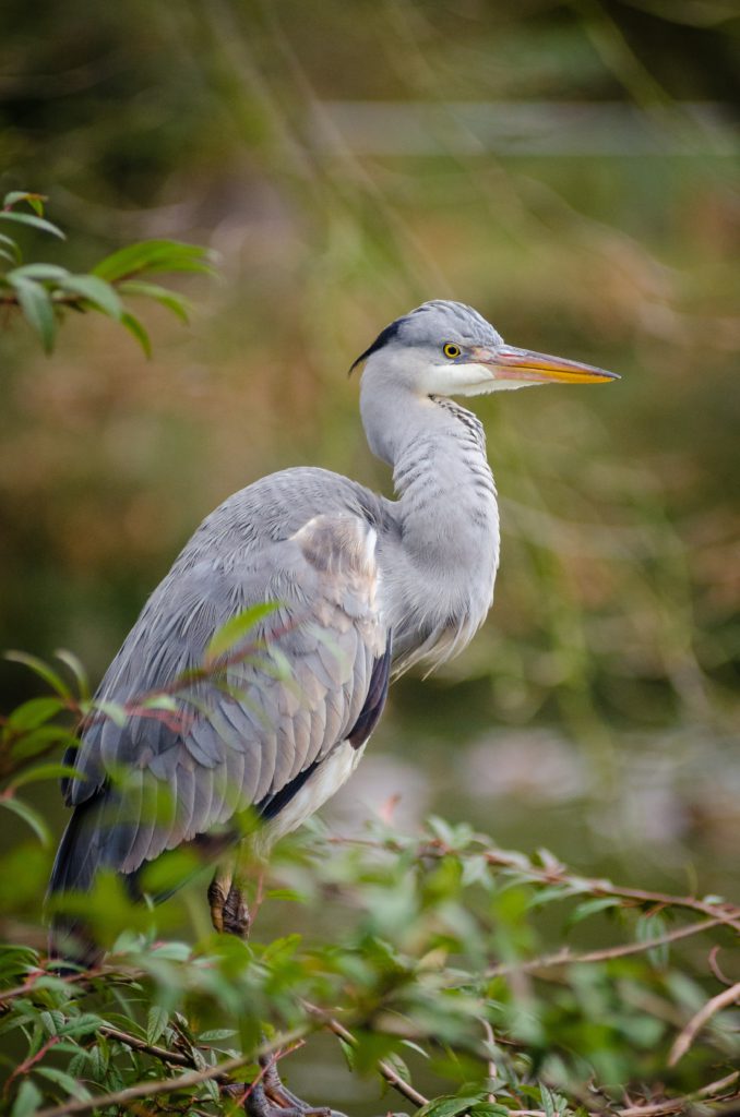 blue heron by the waters edge