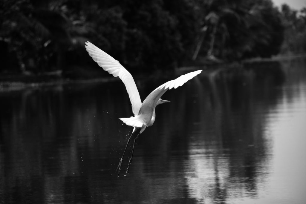 Blue Heron taking flight