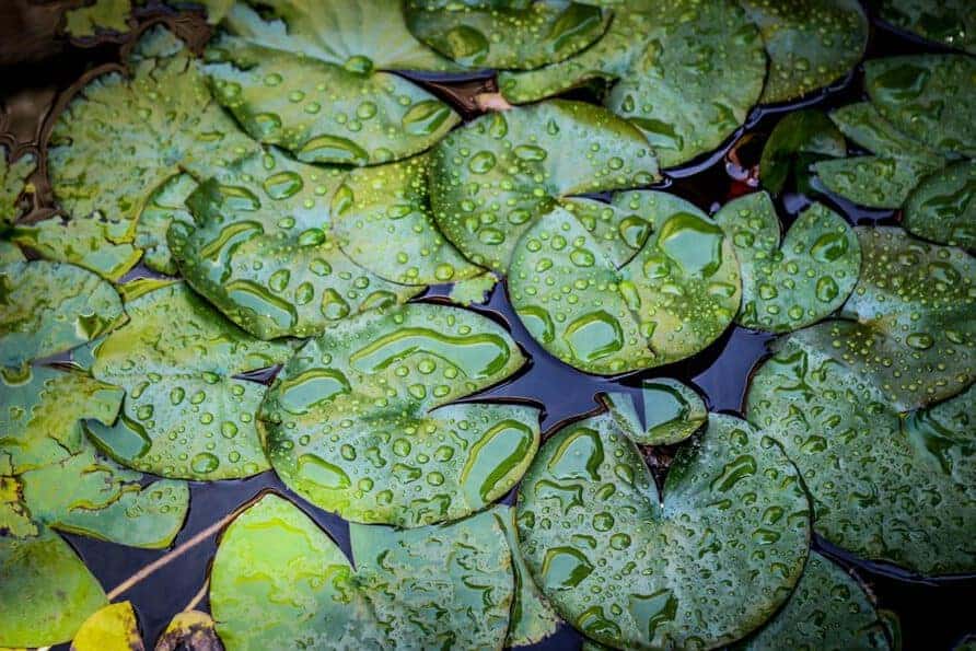 dew drops on lily pads