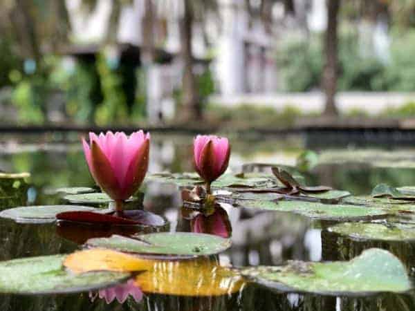 Planting Water Lilies - Backyard Water Garden