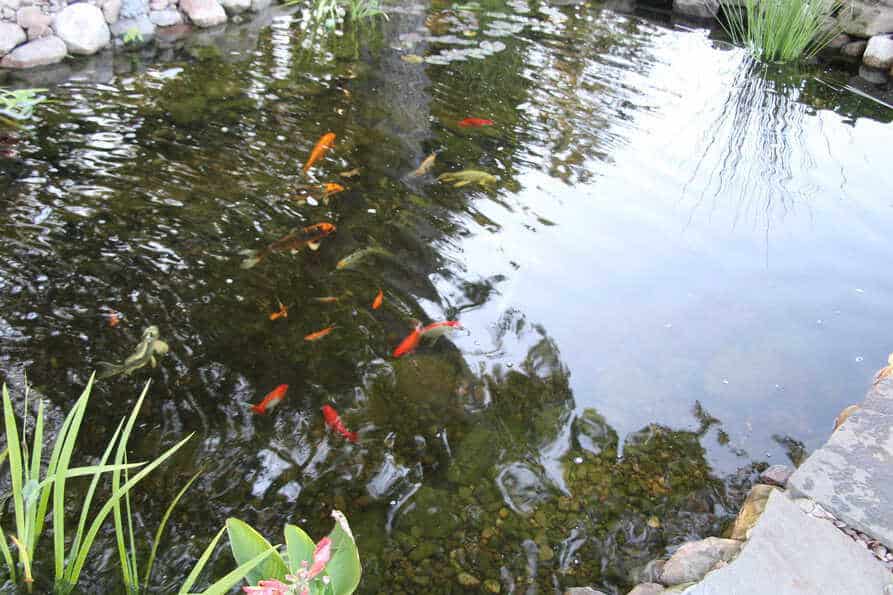 koi pond with clear water from the use of a UV light