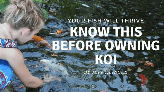 Know this before owning koi