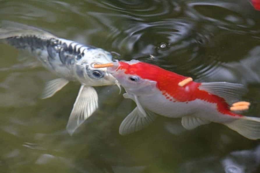 koi and goldfish feeding