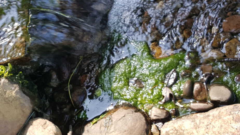 string algae in the pond