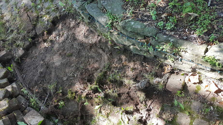 roots under a brick walk