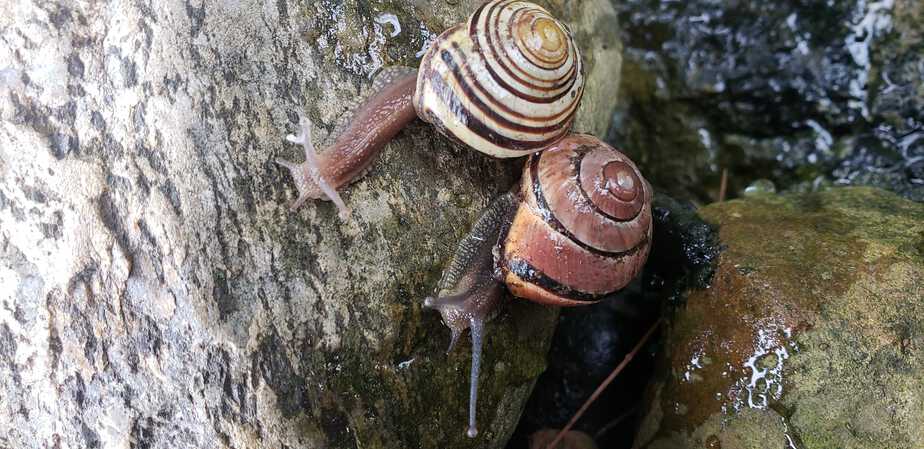 snails around the pond in the garden