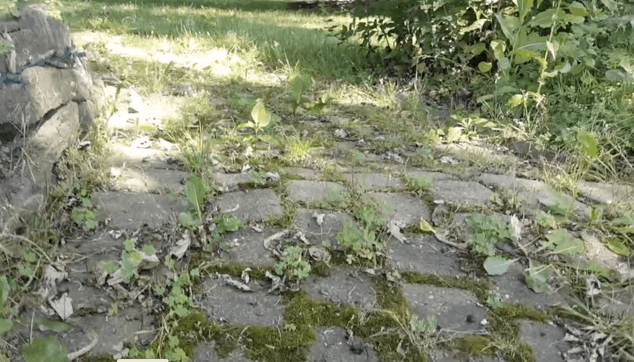 brick walk raised up from tree roots