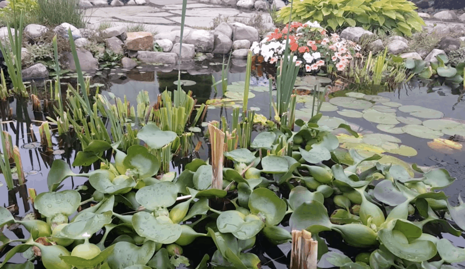 trimmed pond plants