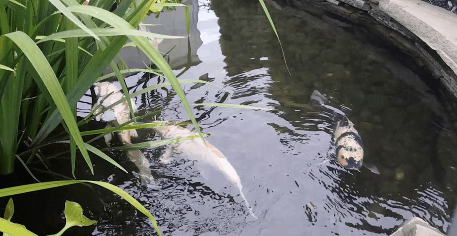 large koi