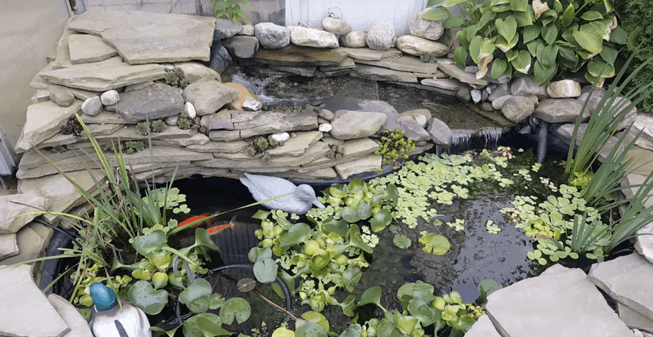 How Much Does A Koi Pond Cost - Backyard Water Garden
