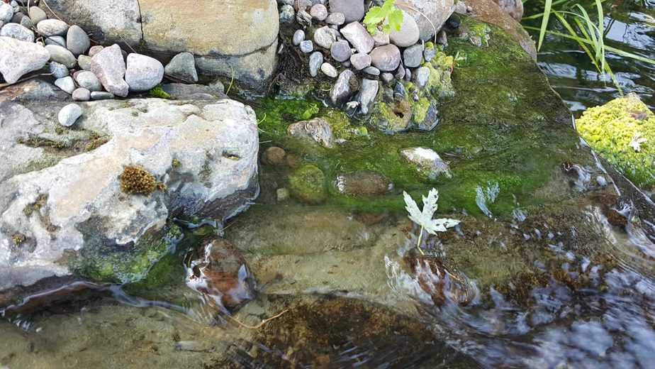 String algae in a pondless water feature scaled