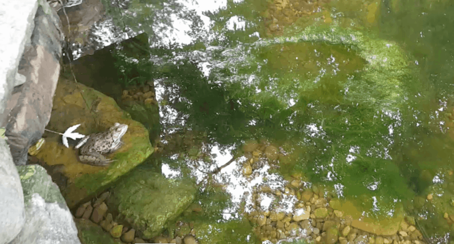 carpet algae on the surface of a backyard pond