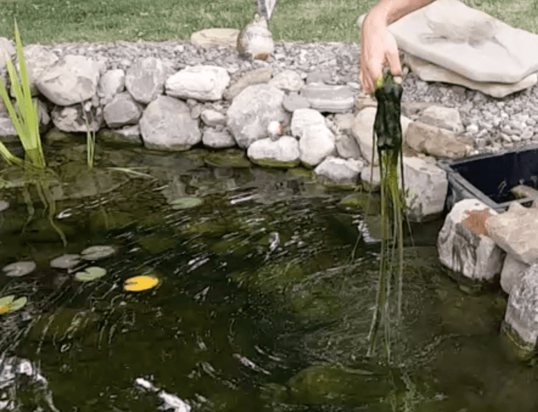 removing string algae by hand