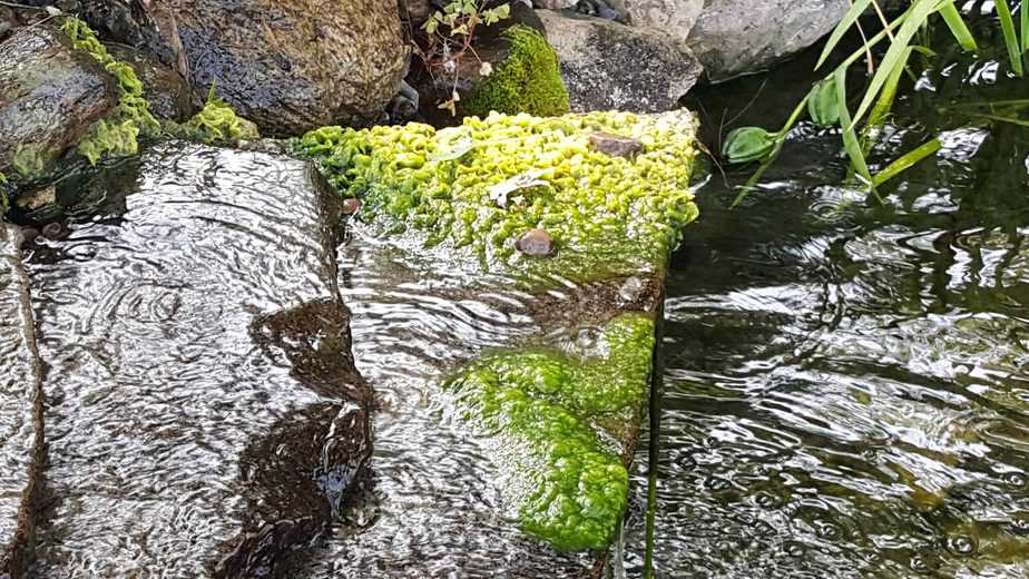 string algae on spill over rocks on a waterfall