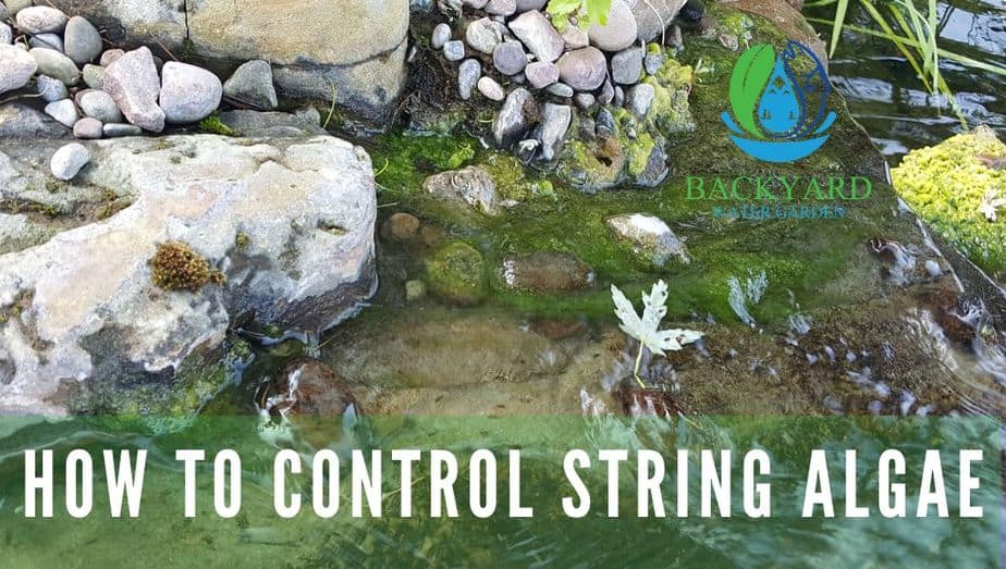 How To Control String Algae blog banner