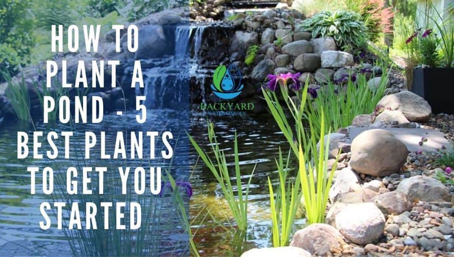 5 best pond plants blog banner