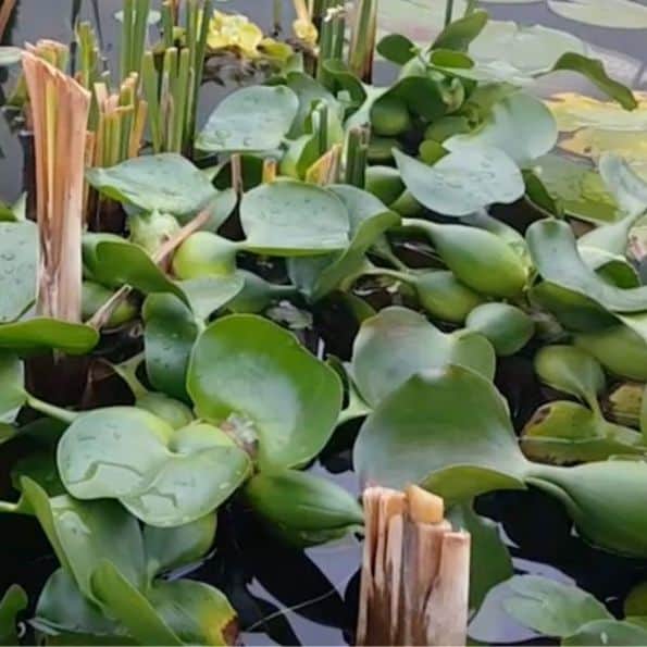 water hyacinth (1)