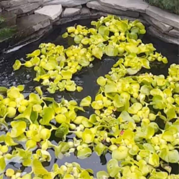 water hyacinth