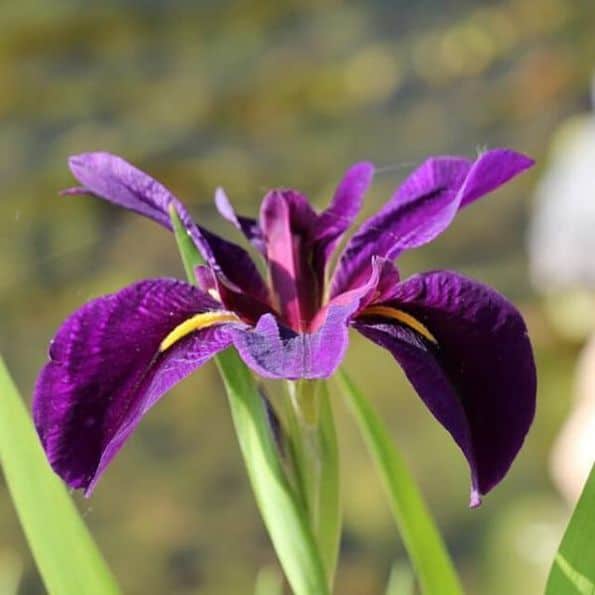 water iris bloom