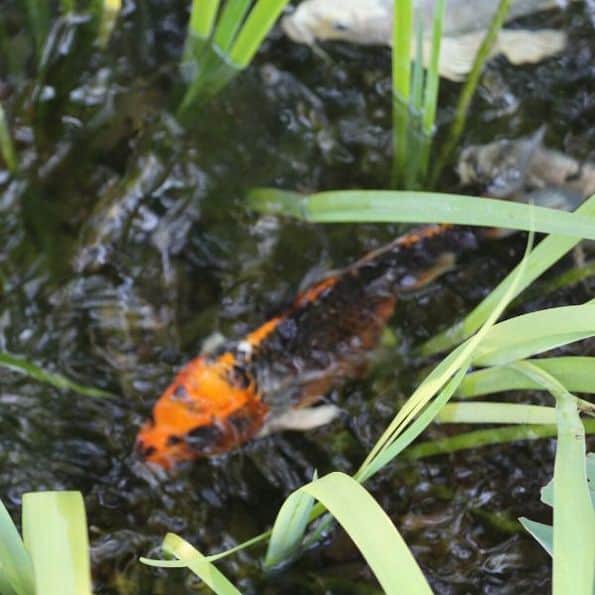koi in the weeds