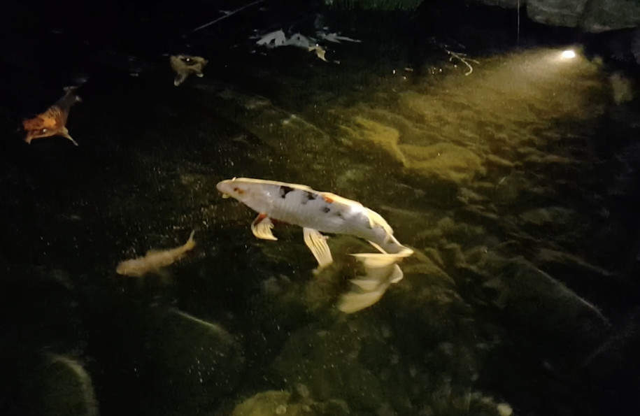 submersible light on koi fish